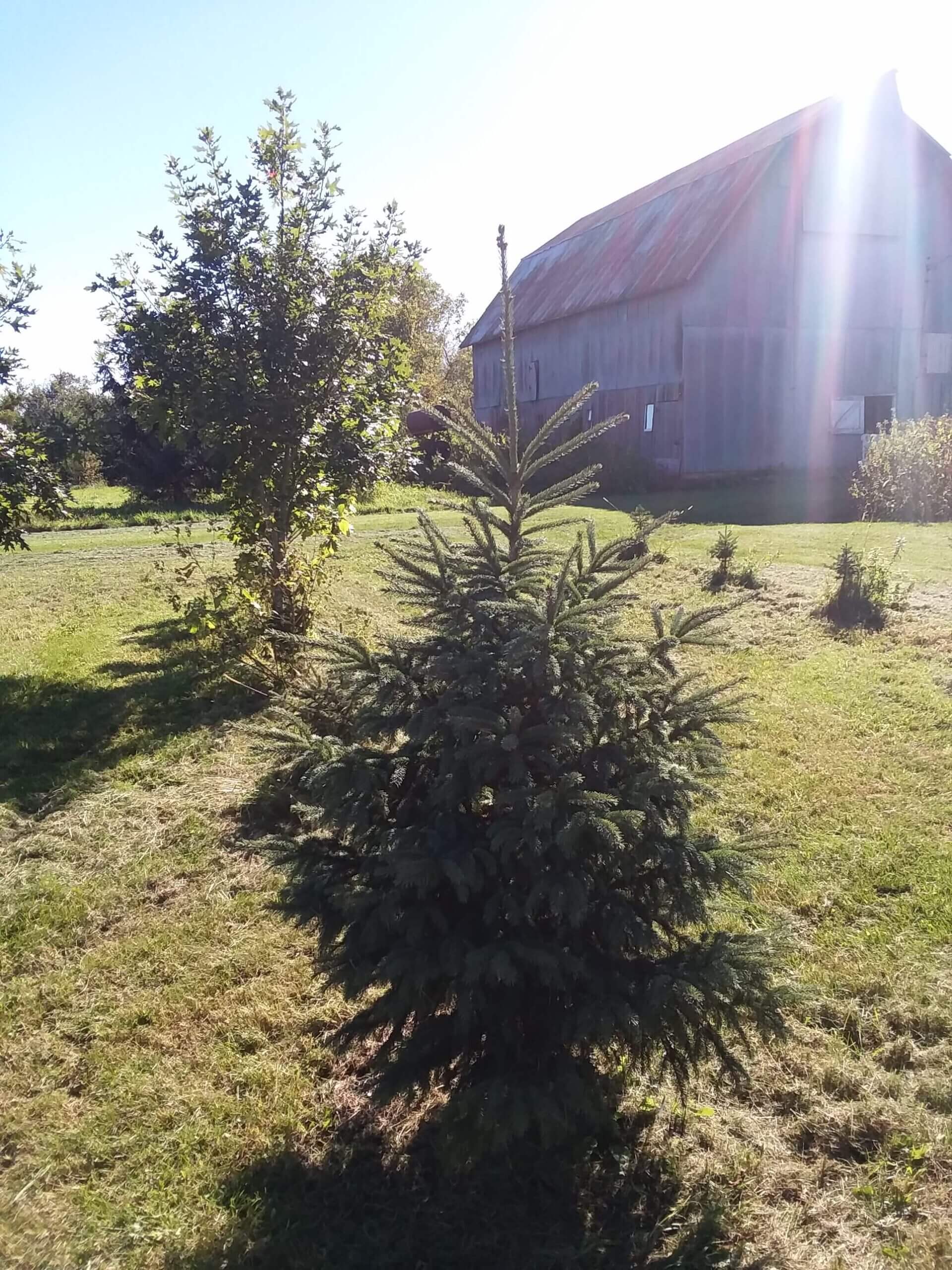 Black Hills Spruce - Image 2