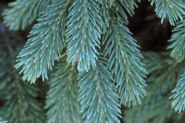 Black Hills Spruce - Image 4