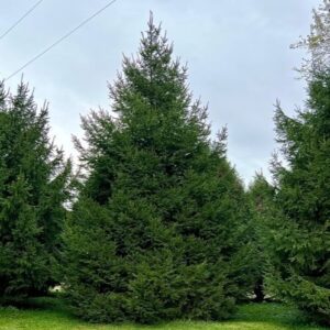 Norway Spruce