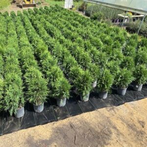 Techny Arborvitae