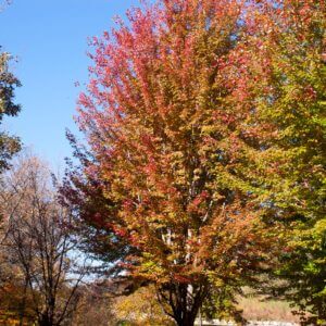 Autumn Blaze Maple