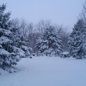 Colorado Blue Spruce