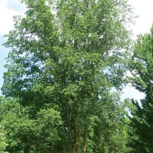 Elm Cathedral