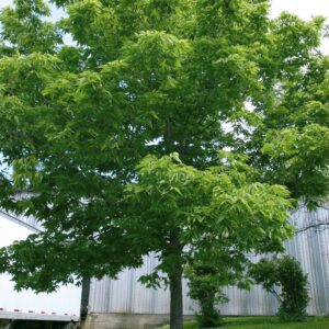 Hackberry Common