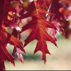 Red Oak