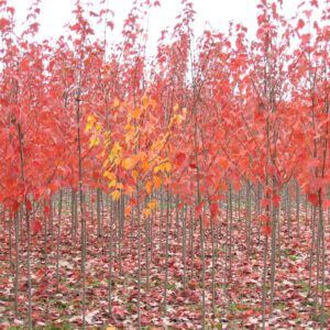 Red Sunset Maple