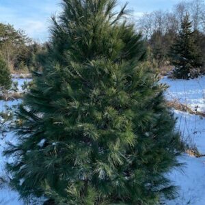 White Pine