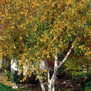 Whitespire Birch - Clump