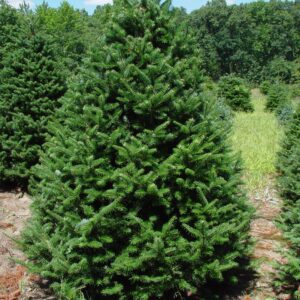 Canaan Fir
