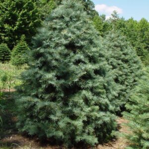Concolor Fir