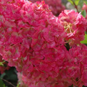Vanilla Strawberry Hydrangea - Tree form