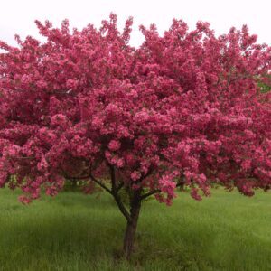 Crabapple Prairifire