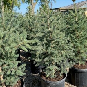 White Spruce