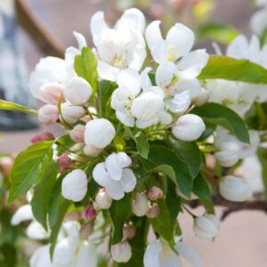 Crabapple Spring Snow
