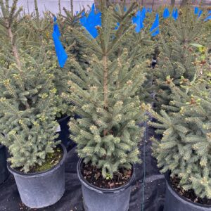 Black Hills Spruce