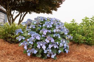 Hydrangea Endless Summer  "Pop Star"