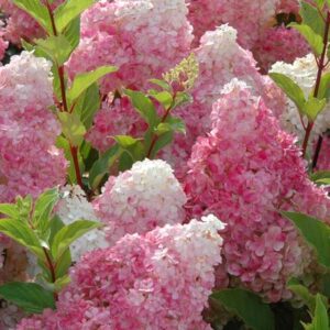 Hydrangea First Editions "Vanilla Strawberry"