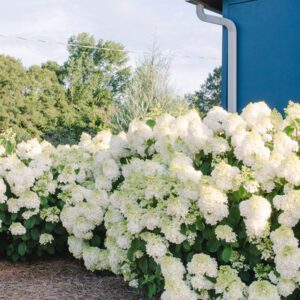 Hydrangea First Editions "Little Hottie"