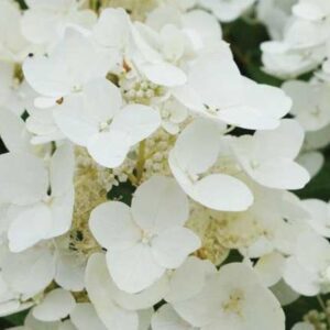 Hydrangea First Editions "White Diamonds"