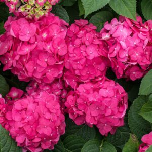 Hydrangea Endless Summer "Summer Crush"