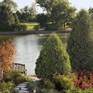 Technito Arborvitae