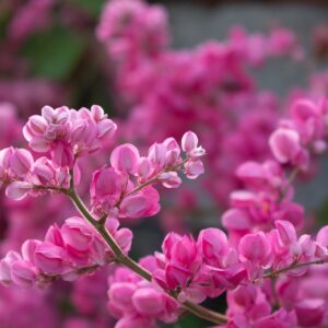 Eastern Redbud