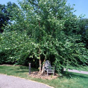 River Birch - Clump