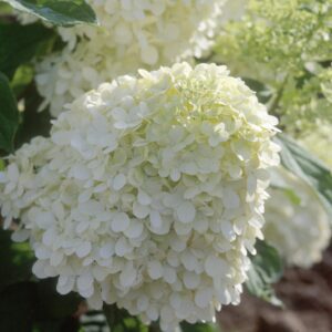 Limelight Hydrangea - Tree form