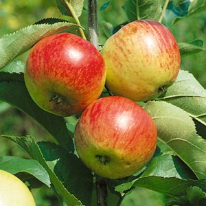 Liberty Apple
