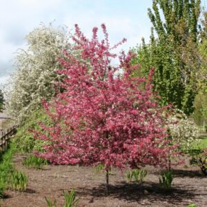 Crabapple Royal Raindrops