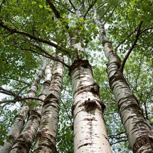 Quaking Aspen