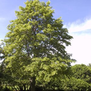 Linden Greenspire