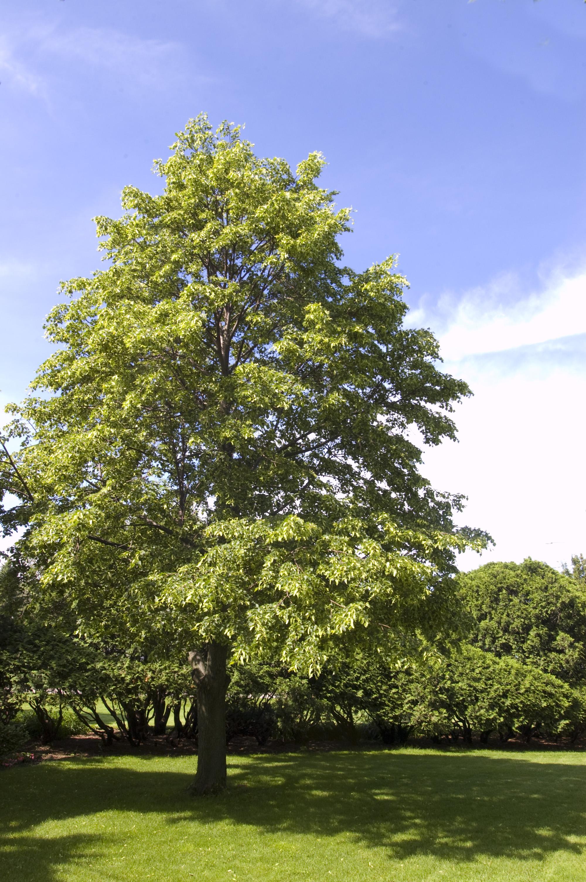 Linden Greenspire
