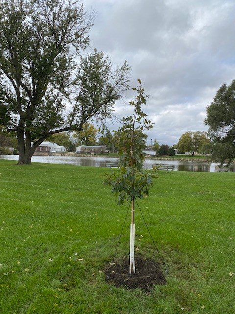 Memorial tree planted in Waucoma Park