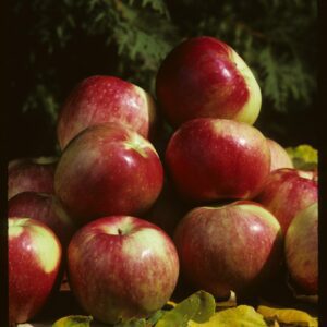 Zestar Apple