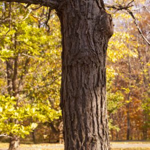 Bur Oak