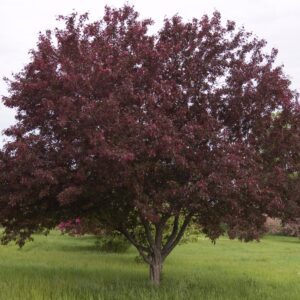 Crabapple Royalty