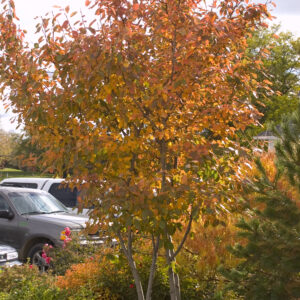 Serviceberry Autumn Brilliance