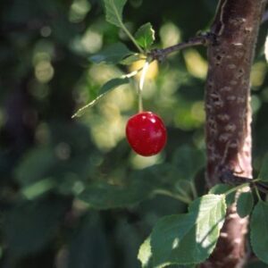 Cherry - Evans Bali