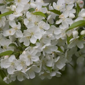 Crabapple Snowdrift