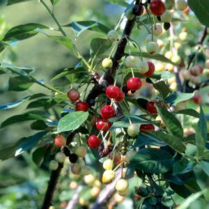 Cherry - North Star