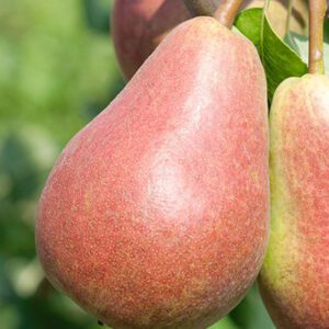 Parker Pear