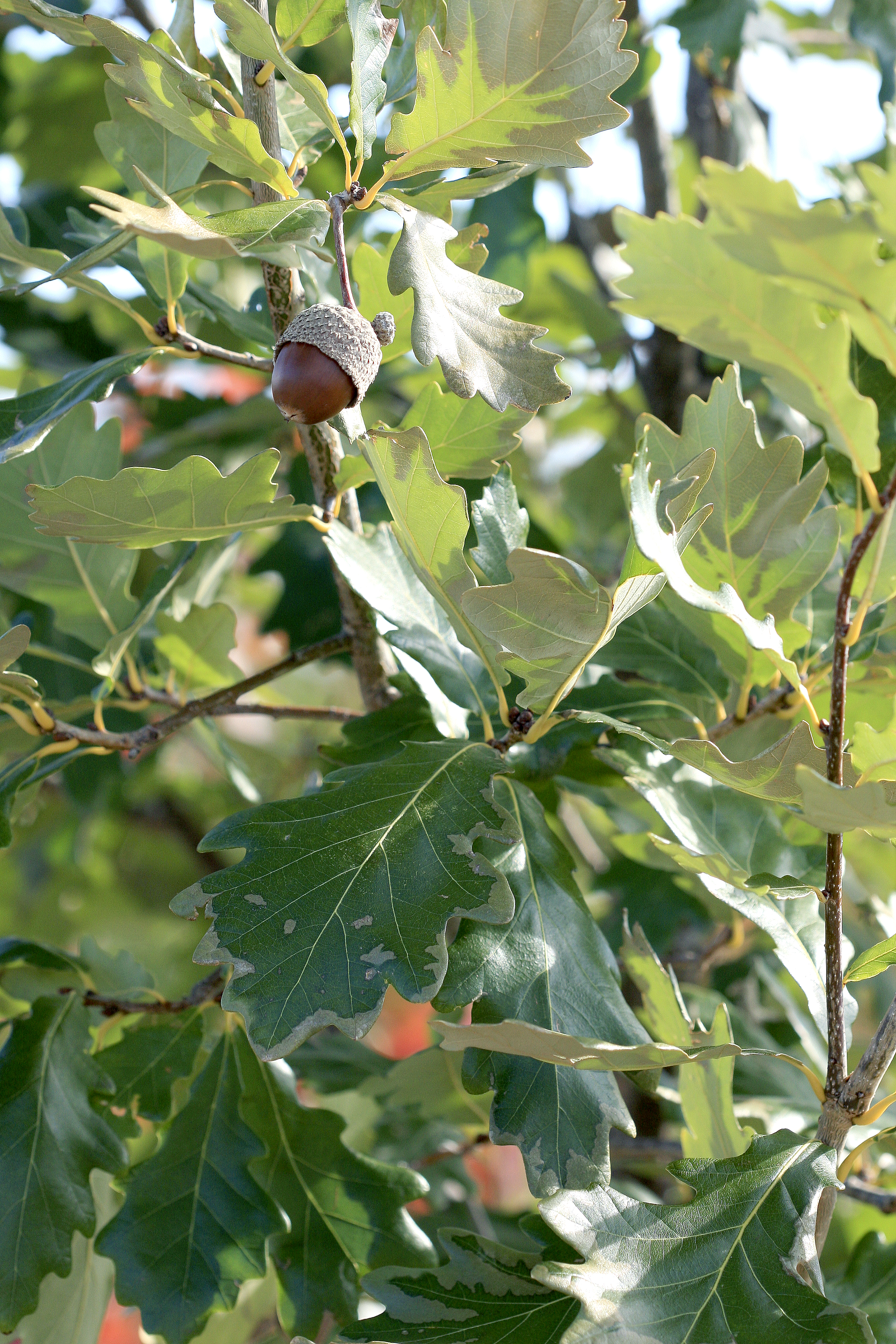 Heritage Oak