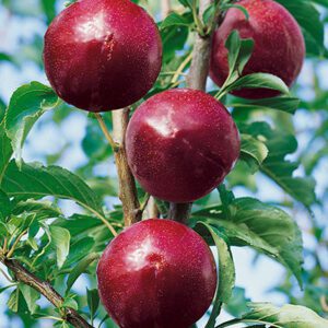 Plum Superior
