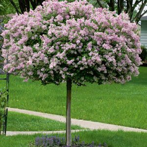 Lilac Dwarf Korean Tree Form