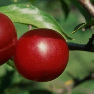 Plum Toka