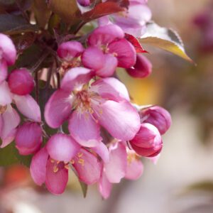 Crabapple Thunderchild